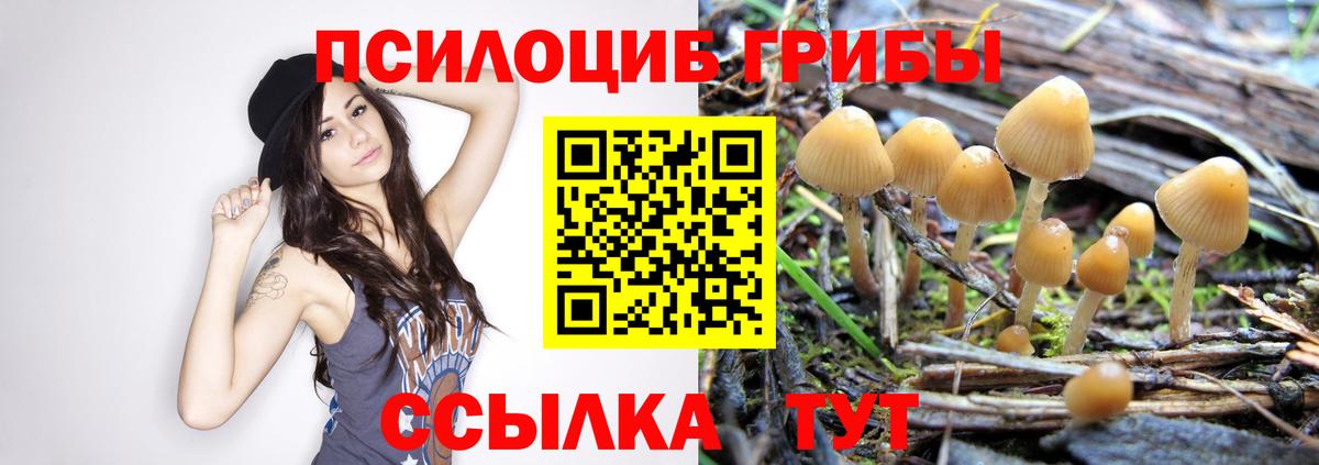Зеленогорск  Галлюциногенные грибы мицелий  Вход с VPN 